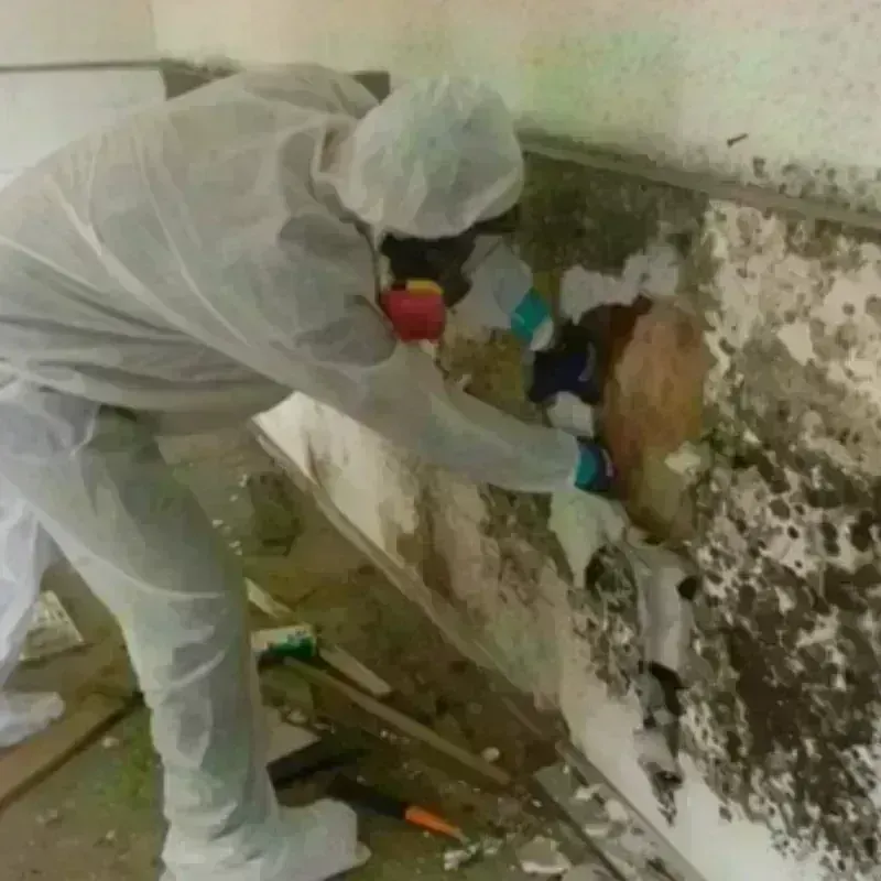 Mold Remediation and Removal in Oak Ridge, NC